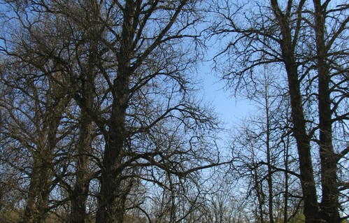 9_Bubių tuopos (2).jpg